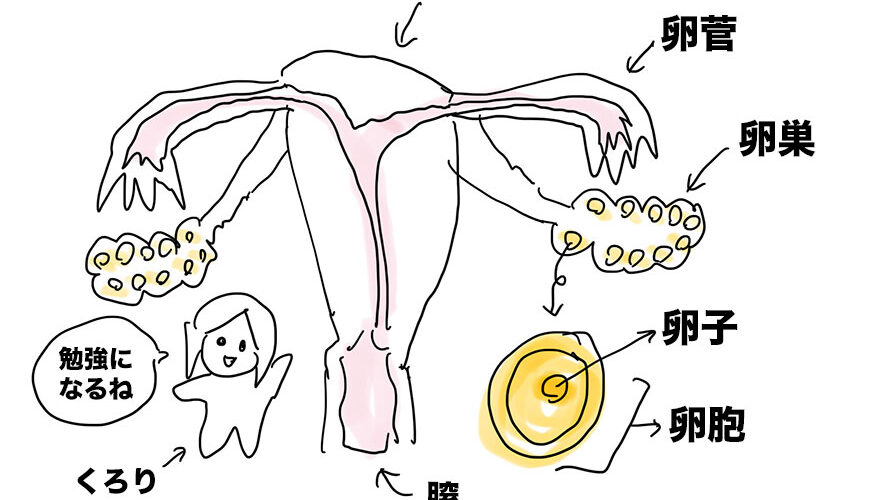 【30代妊活体験談】ぶっちゃけ卵胞って何mmで排卵するの？クロミッドで排卵誘発！卵巣と卵胞と卵子の違いって？ #1周期【2023年7月・8月】